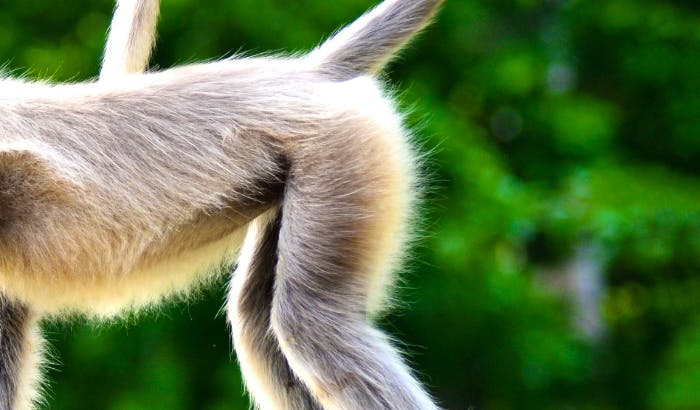 Volunteer with Spider Monkeys | Top 30 Conservation Projects 2021