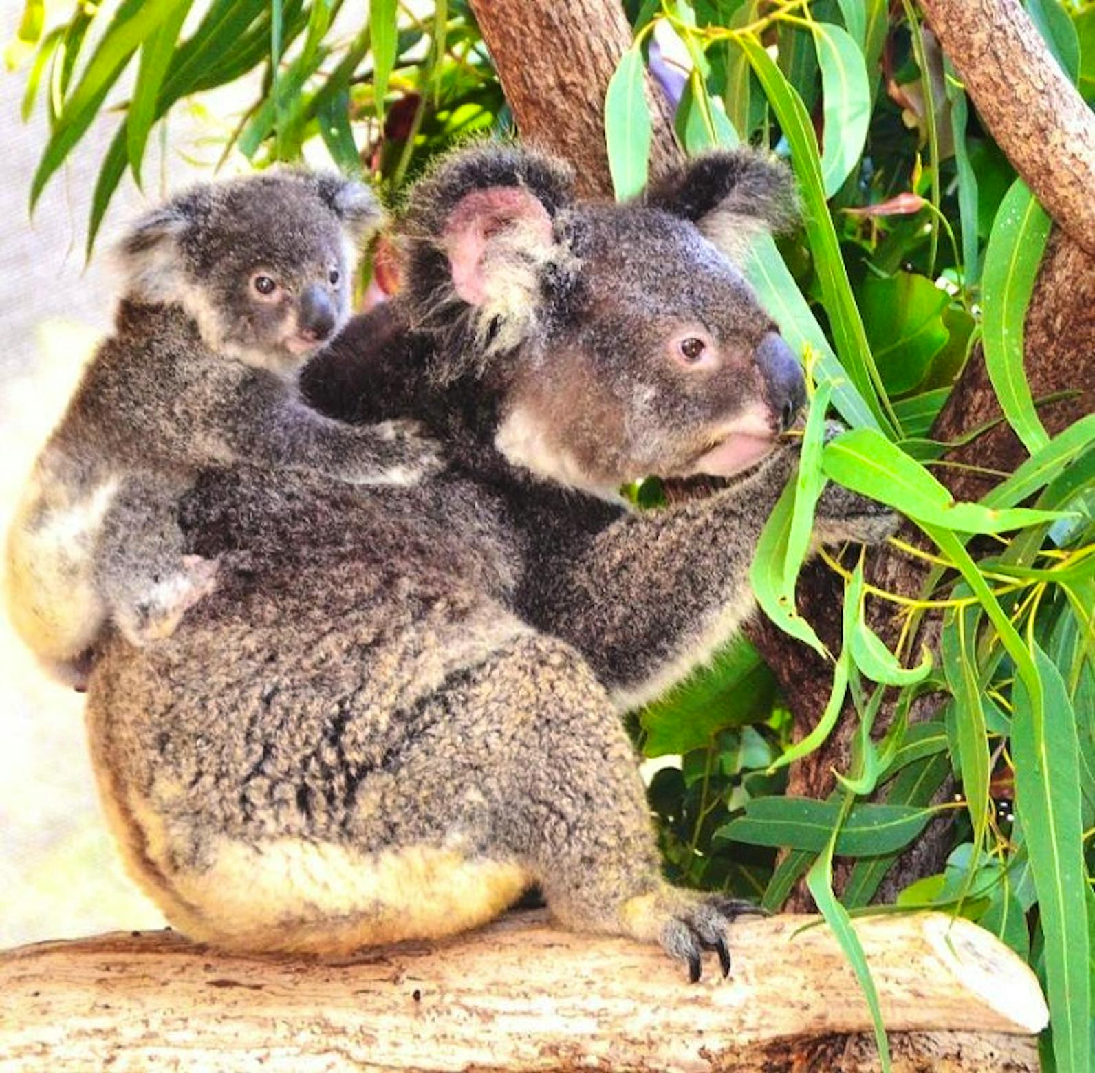 zoo-and-animal-caretaker-volunteer-in-australia-2023