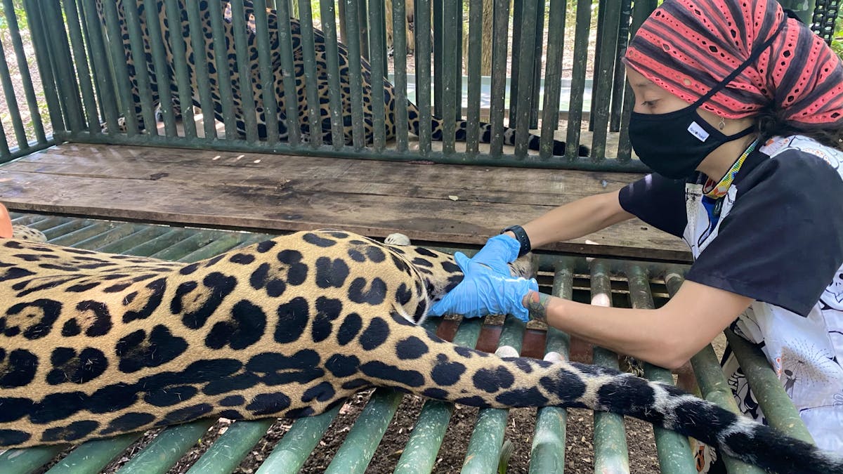 Veterinary Internship With Wildlife Volunteer in Costa Rica 2024