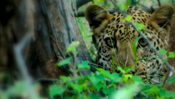  Jaguar and Wild Cat Conservation