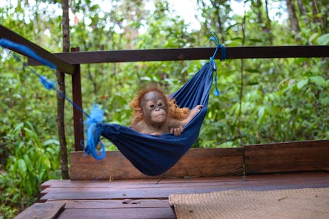  Orangutan Sanctuary Assistant