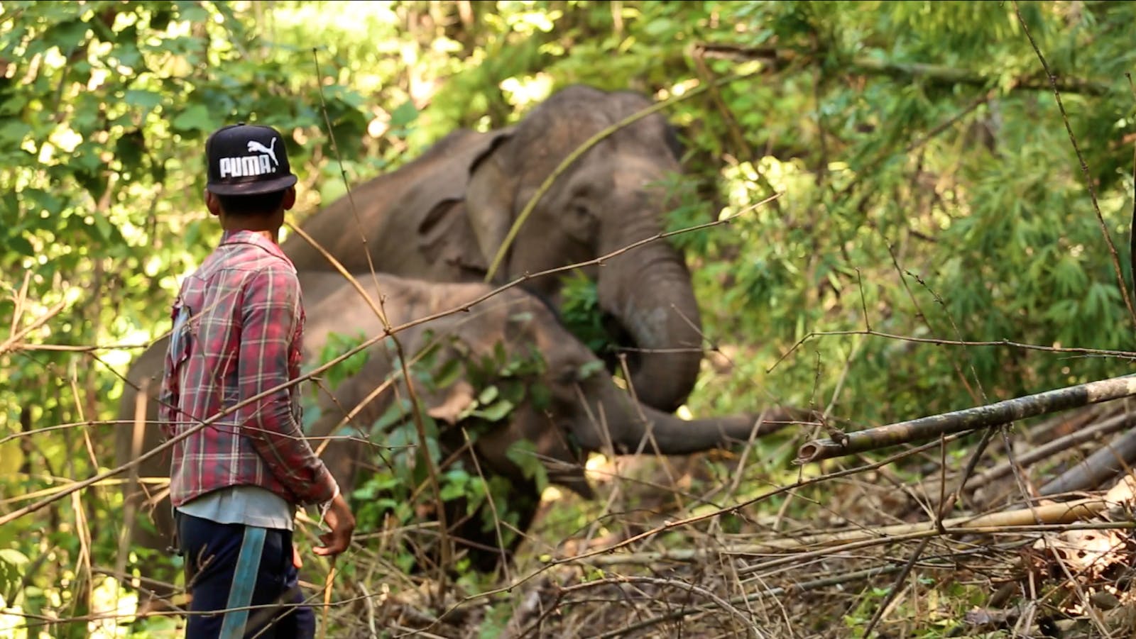 Visit and Help Elephants Volunteer in Thailand 2024