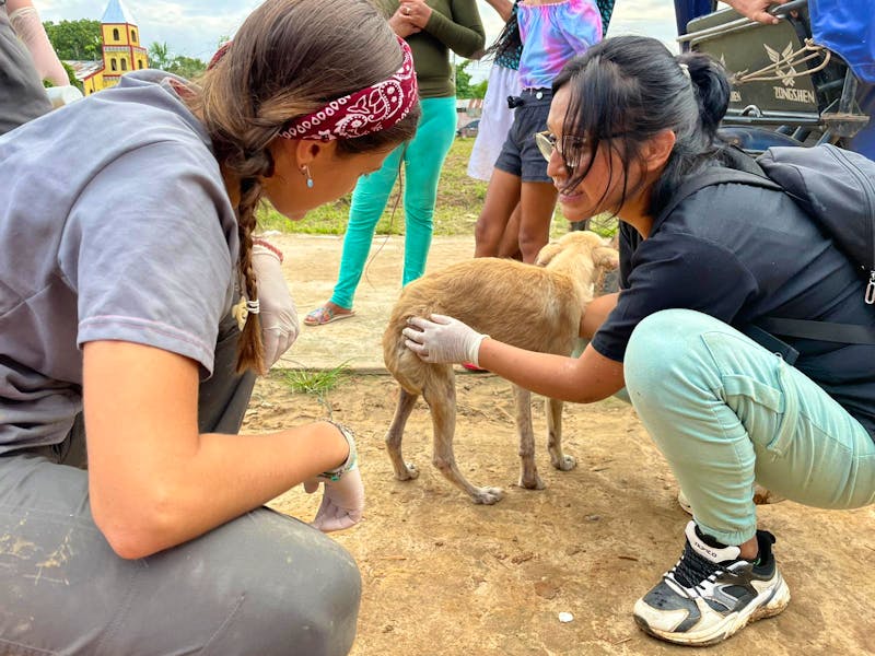 Wildlife Conservation/Animal Sciences Internship Volunteer in Peru 2024