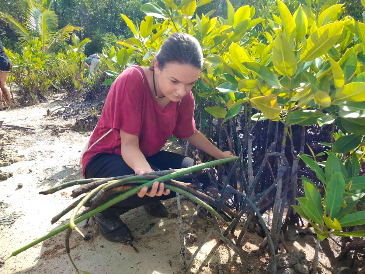 Mangrove Environment Conservation Volunteer in the Philippines 2025