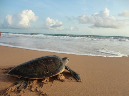  Sea Turtle Conservation Sri Lanka