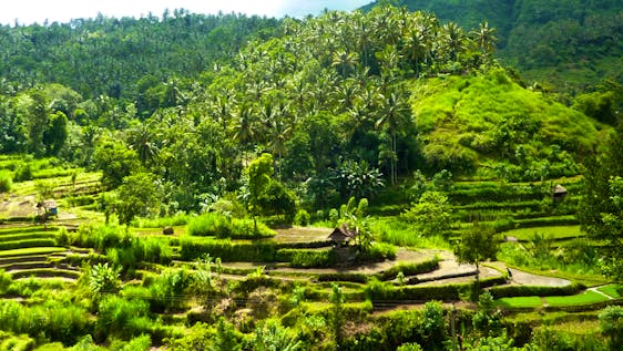 Volunteer in Indonesia Implementing Sustainable Environmental Initiatives