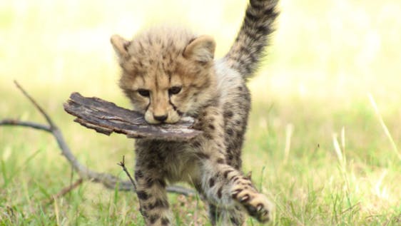 Freiwilligenarbeit mit Tieren in Afrika Cheetah and Wildlife Centre Supporter
