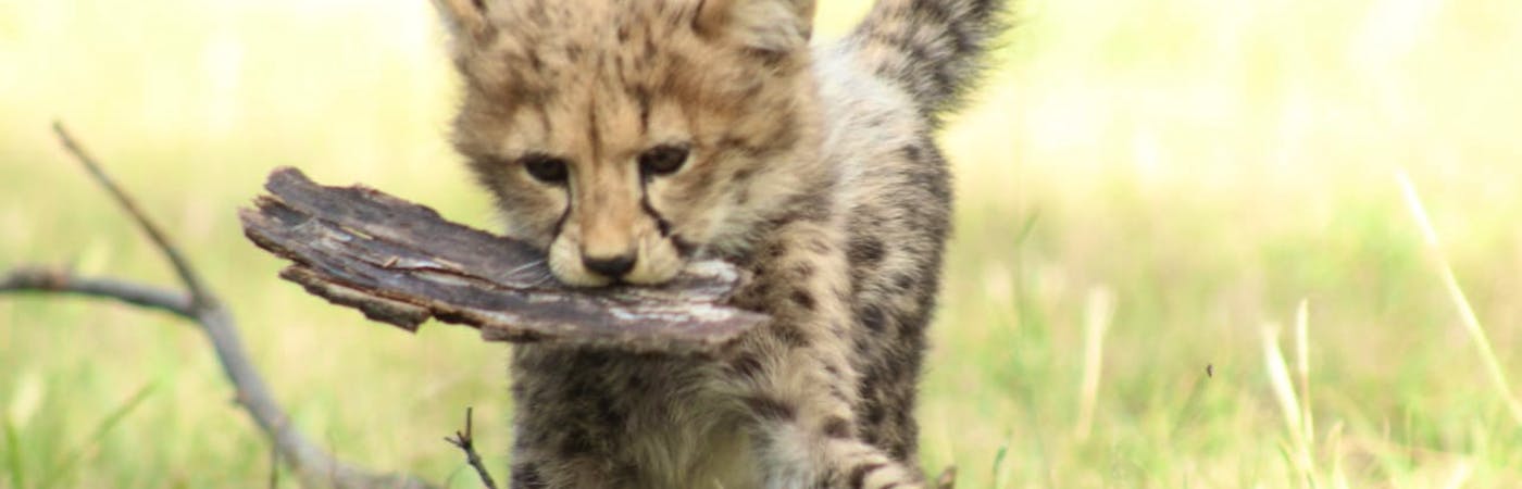Cheetah and Wildlife Centre Supporter