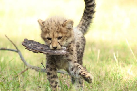  Cheetah and Wildlife Centre Supporter