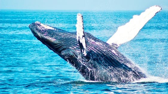 Meeresschutzprojekte Conservation of Whale & Dolphin Populations