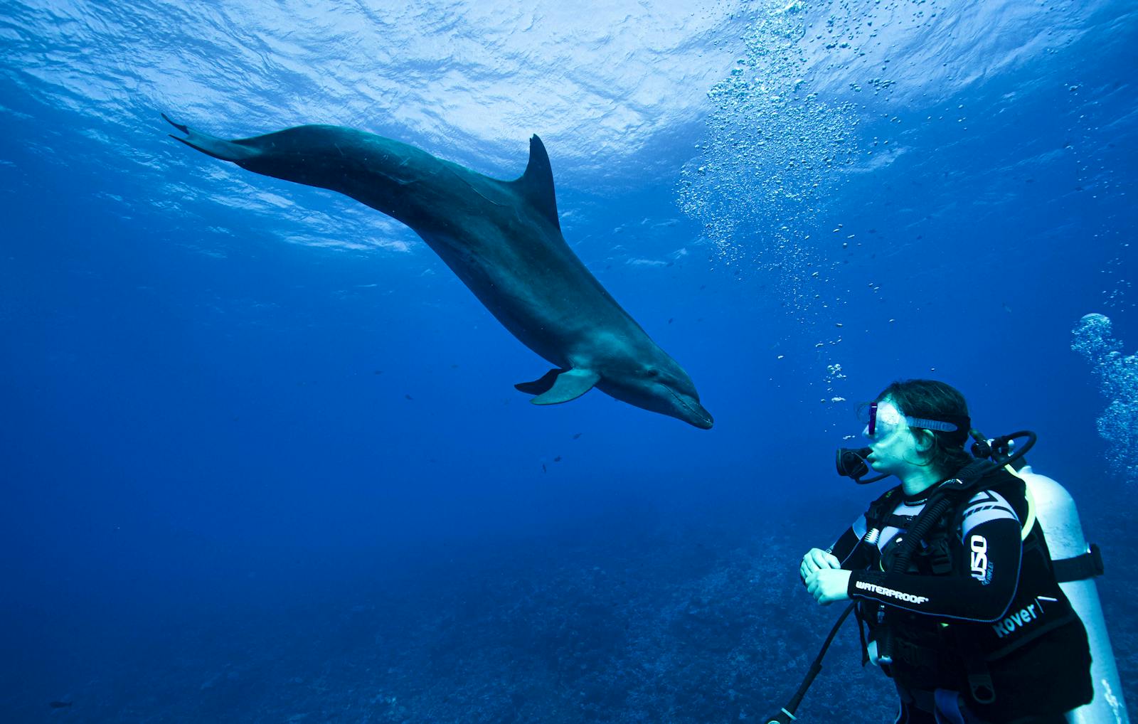 Dolphin behavior and conservation Fais du bénévolat en Polynésie