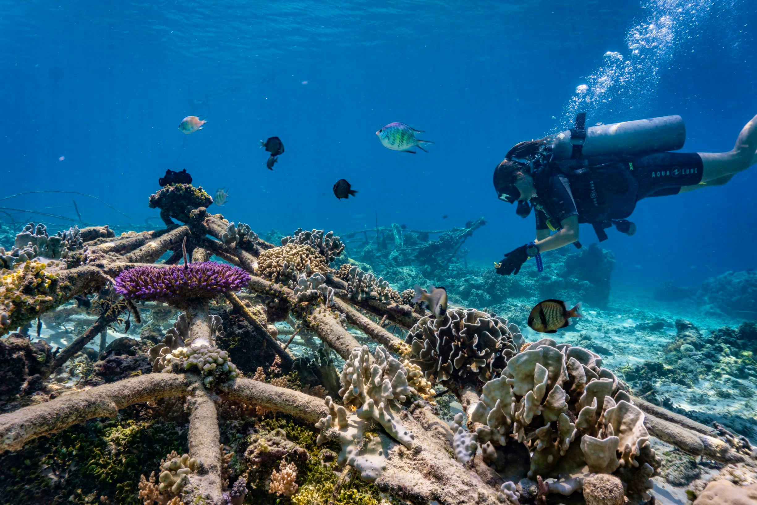 Biorock Coral Reef Restoration | Volunteer In Indonesia 2025