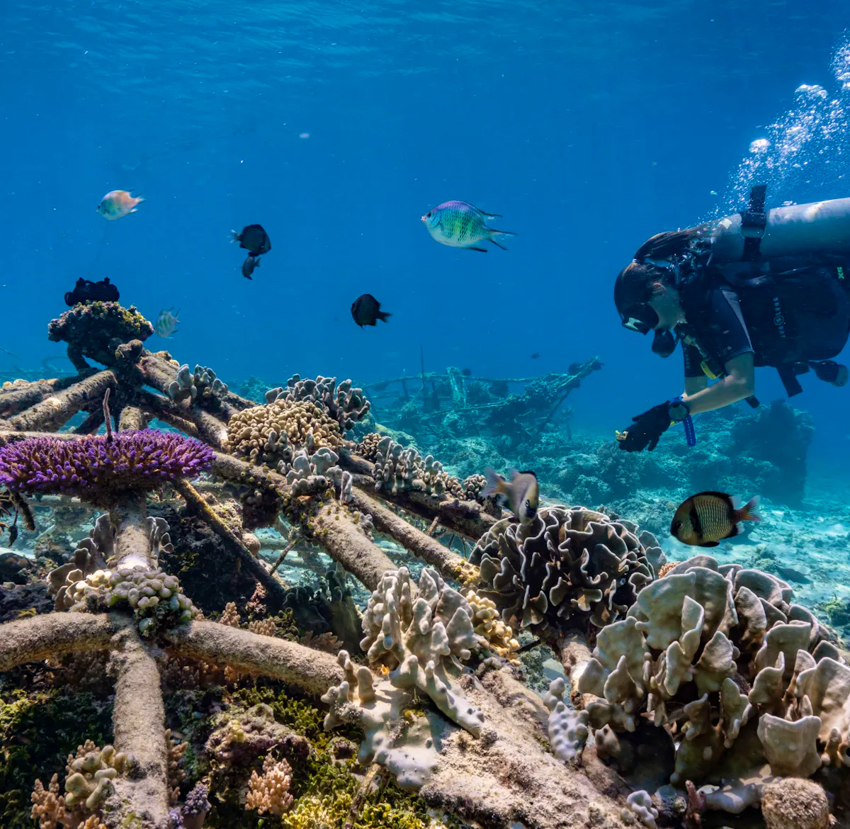 Biorock Coral Reef Restoration Volunteer In Indonesia 2025 biorock-coral-reef-restoration-volunteer-in-indonesia-2025