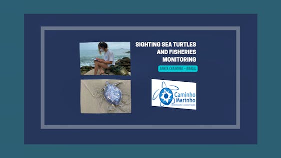 Sea Turtles and Artisanal Fisheries Monitoring