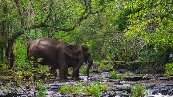 Voluntariado com Elefantes Asiáticos Animal & Environmental Conservation