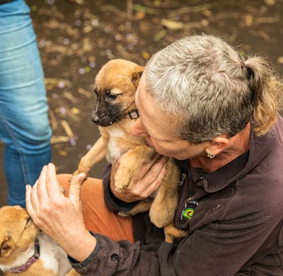 Animal Clinic Pets At Home Fox Valley Las Vegas Vca Nellis Pet Pain Management Algonquin, IL Fox