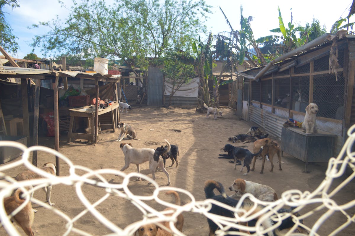 Help Local Dog & Cat Rescue Centers | Volunteer in Guatemala 2025