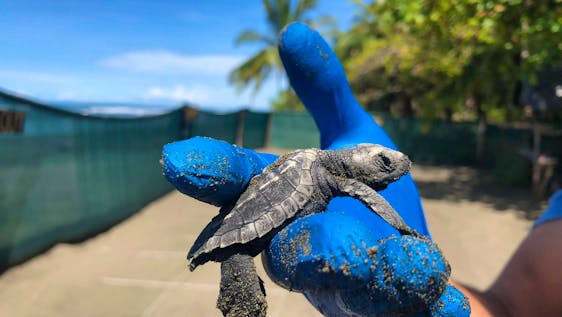 Voluntariado no Panamá Sea Turtle Supporter