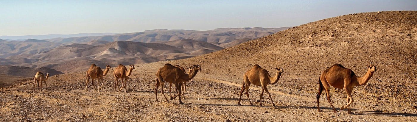 Volunteer In Israel Top 10 Programs 2020 Volunteer World