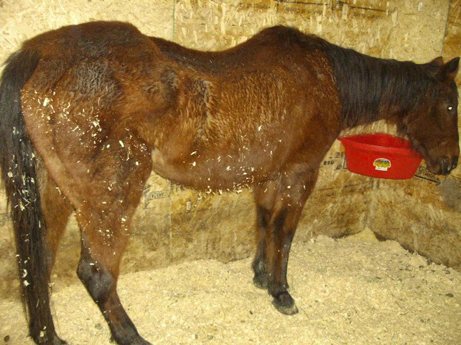 Horse Rescue & Caretaker Volunteer in Canada 2024