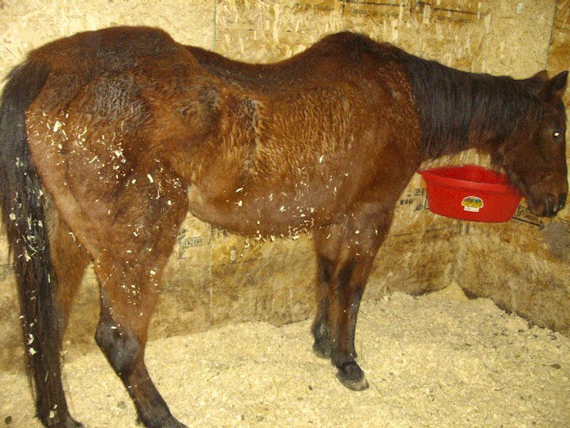 Horse Rescue & Caretaker Volunteer in Canada 2024