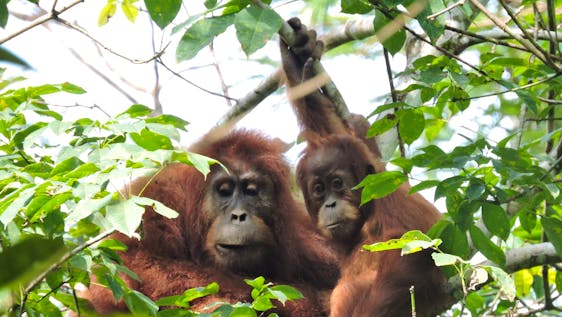 Volunteer With Animals Animal Conservation Abroad 2020 Volunteer World