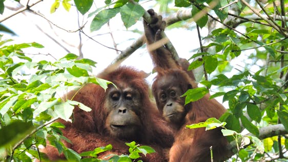 Orangutan And Wildlife Corridor Conservation