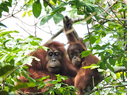  Orangutan And Wildlife Corridor Conservation