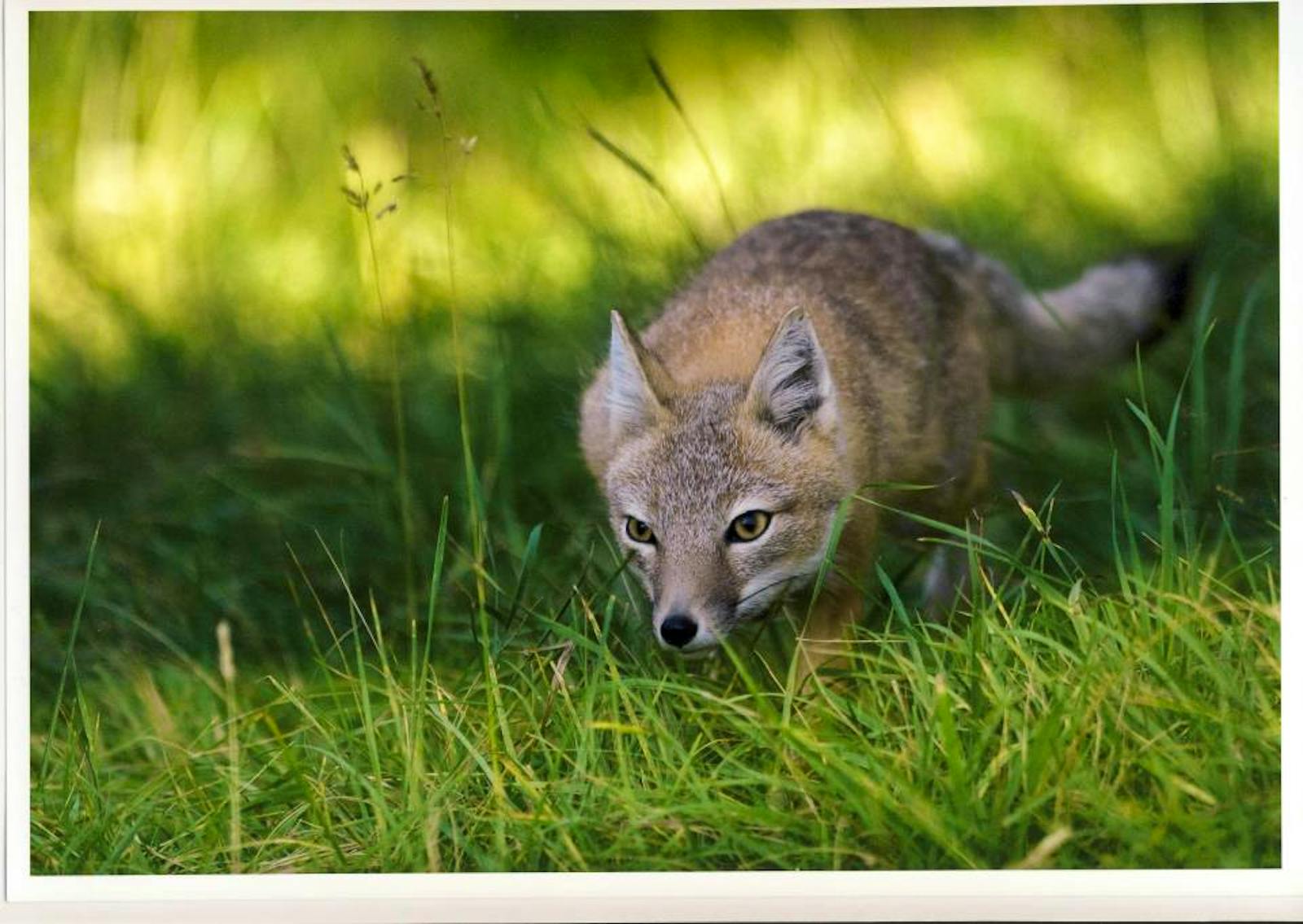 wildlife-cats-dogs-caretaker-volunteer-in-canada-2023