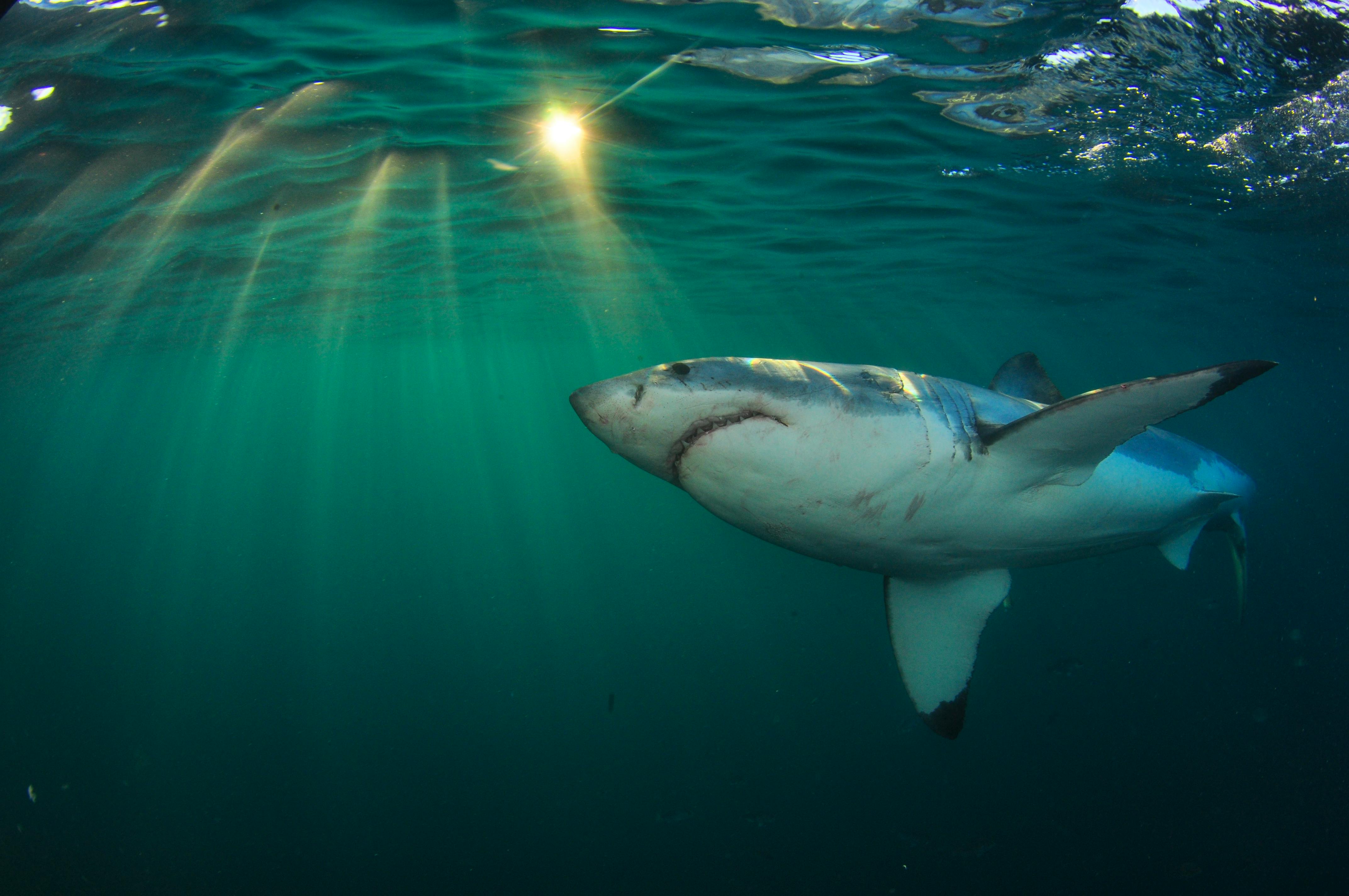 Какую скорость развивает белая акула. Черноперая рифовая акула Мальдивы. Белая акула. Большая белая акула.