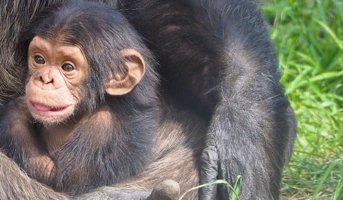 Chimpanzee ADW: Pan