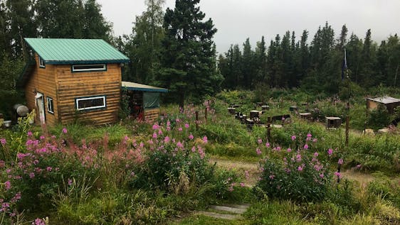 Bénévolat en Amérique du Nord Alaskan Husky Ranch Caretaker