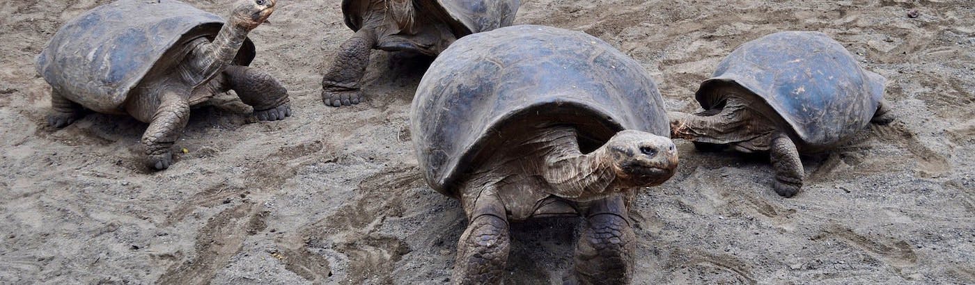 Volunteer In Galapagos Turtles Diving Projects 2020