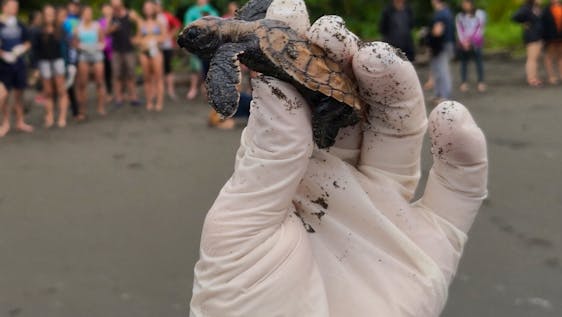 Freiwilligenarbeit für Plastikentsorgung Olive Redley Turtle Conservation Supporter