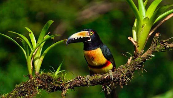 Wildlife Conservation Volunteer in Costa Rica