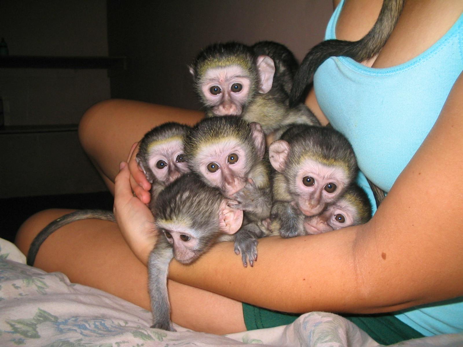 Primate Sanctuary experience Volunteer in South Africa 2024