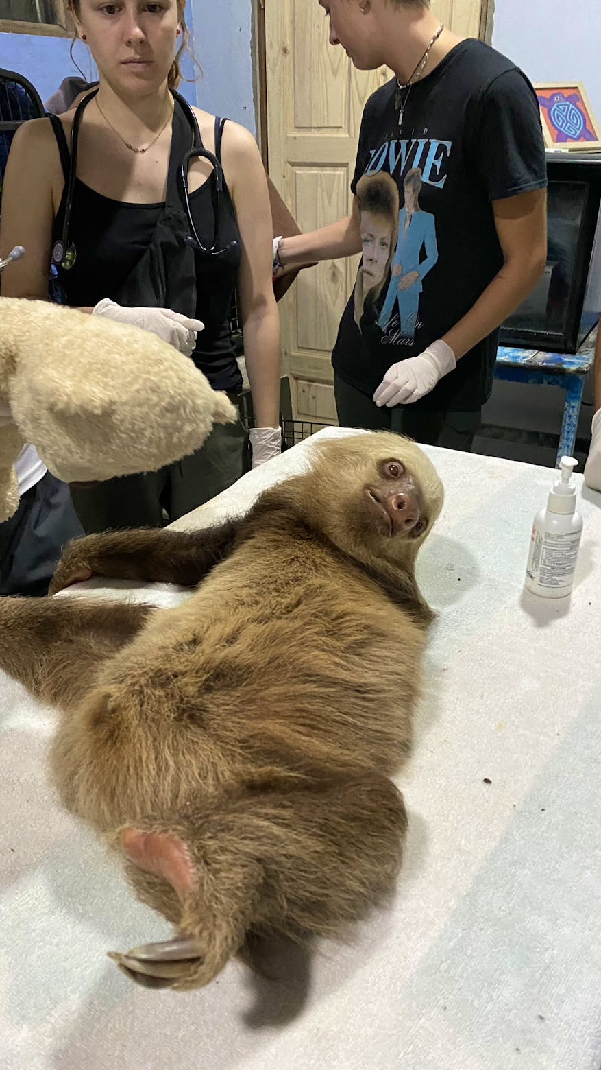 Veterinary Internship With Wildlife Volunteer in Costa Rica 2024