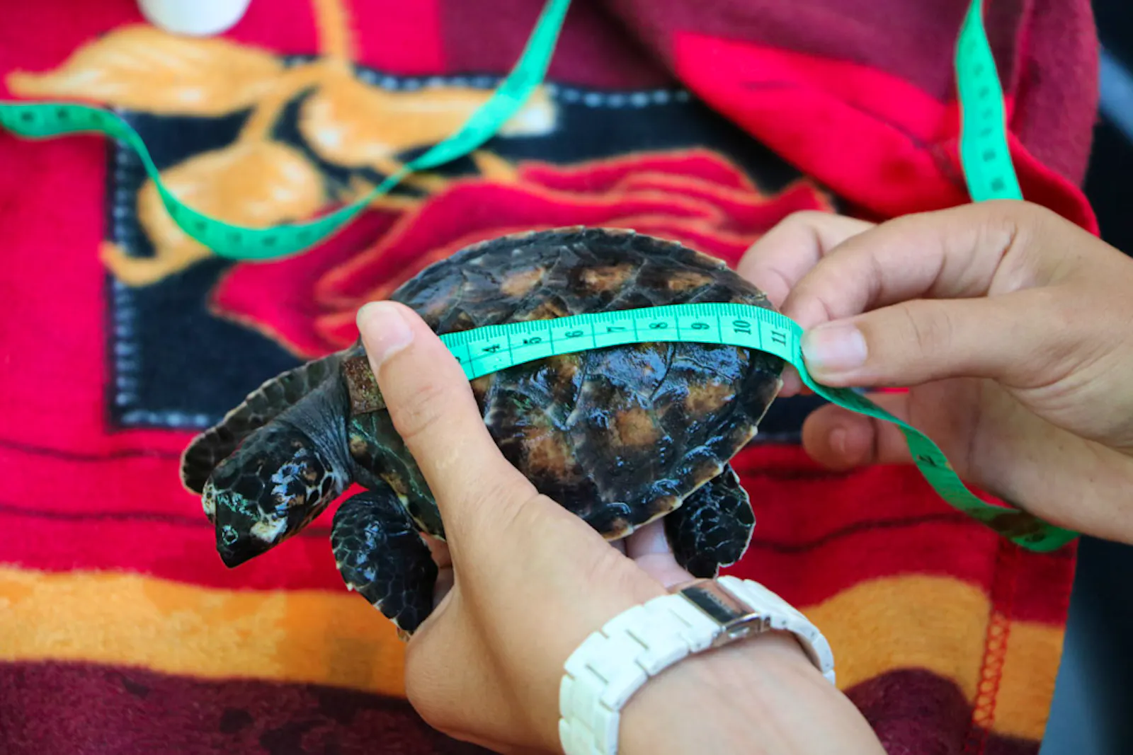 Turtle Conservation Assistance | Volunteer in Indonesia 2025