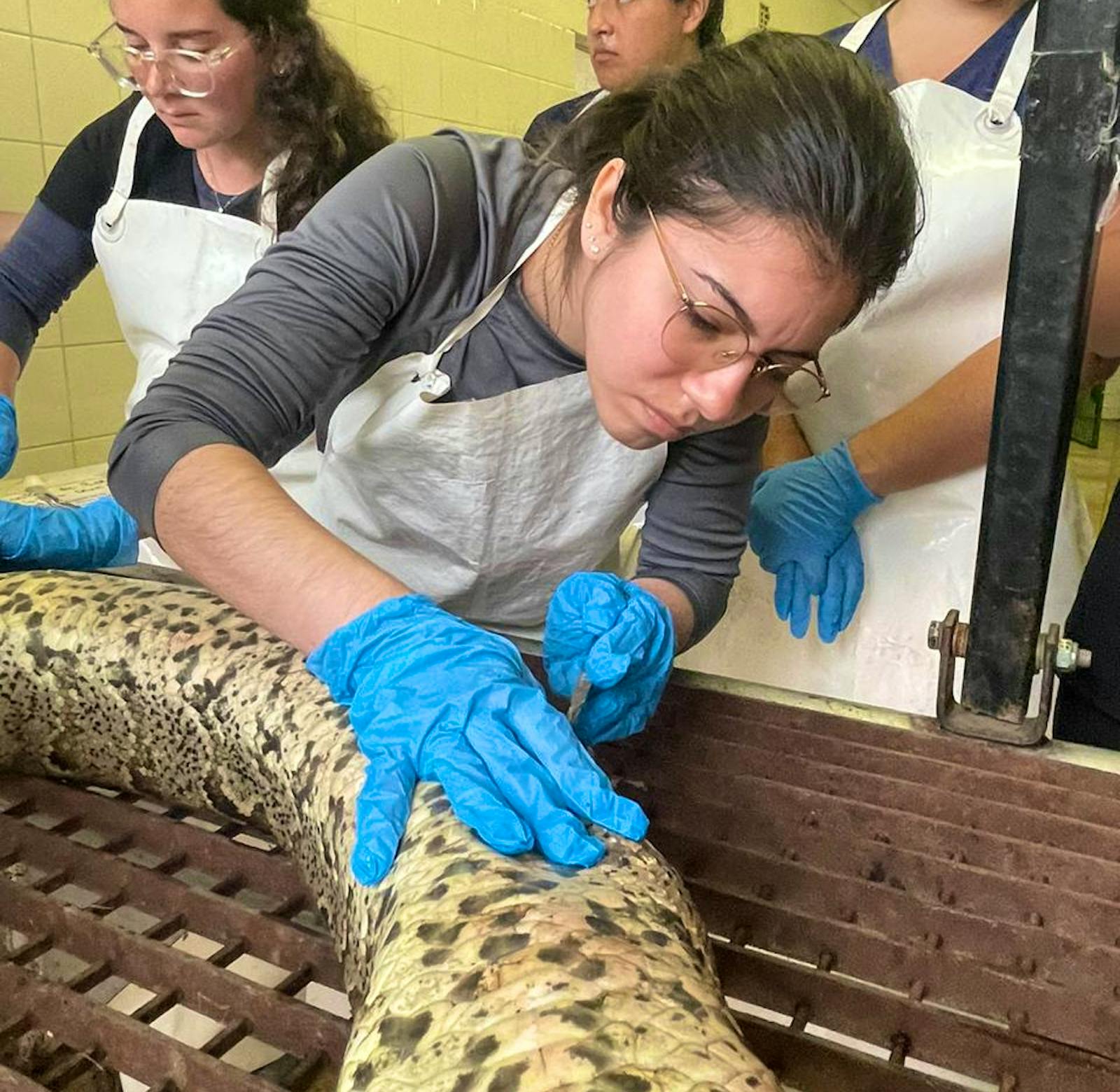 Reptile Vet Sanctuary | Volunteer in South Africa 2024