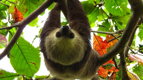 Everybody loves sloths ...