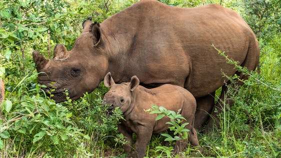 Rhino and Elephant Conservation