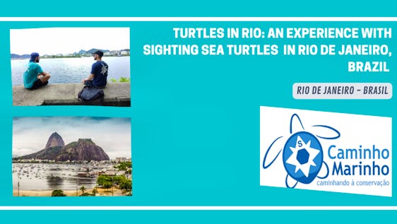 Voluntariado no Rio de Janeiro An Experience Sighting Sea Turtles