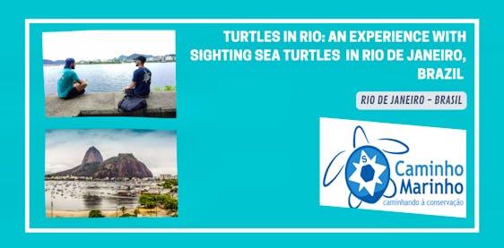  An Experience Sighting Sea Turtles