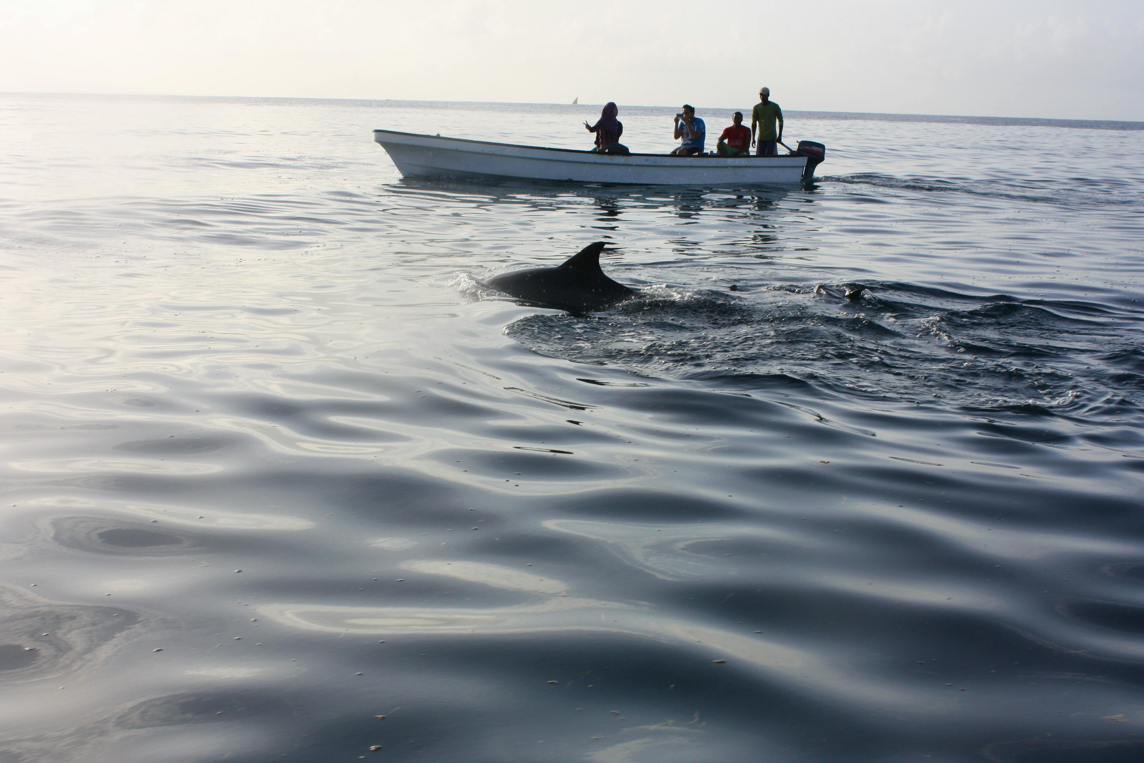 Volunteers studying dolphin
