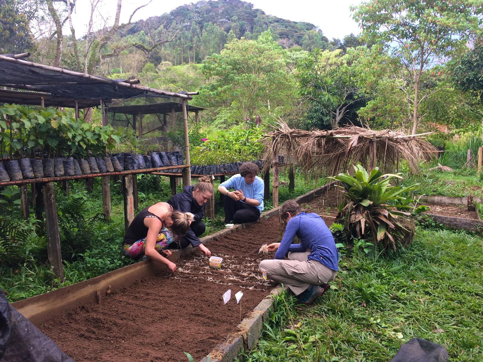 Restoring Brazilian Atlantic Rainforest | Volunteer in Brazil 2024