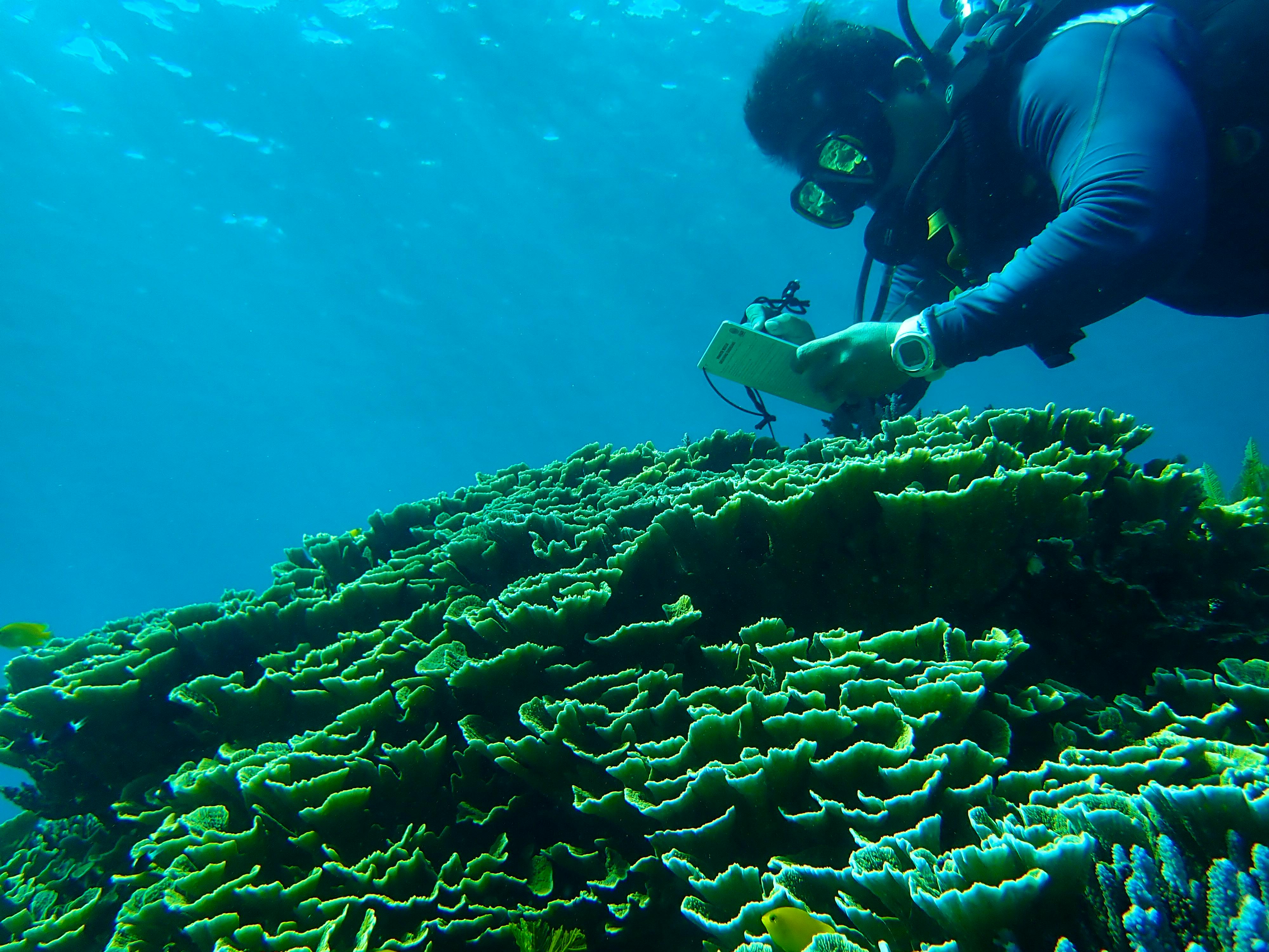 Coral Reef Restoration Diver | Volunteer In Indonesia 2024