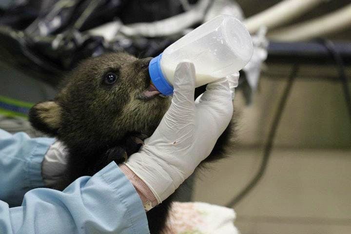 Rural Wildlife Caretaker Volunteer In Canada 2024   Ontariorehab 8 