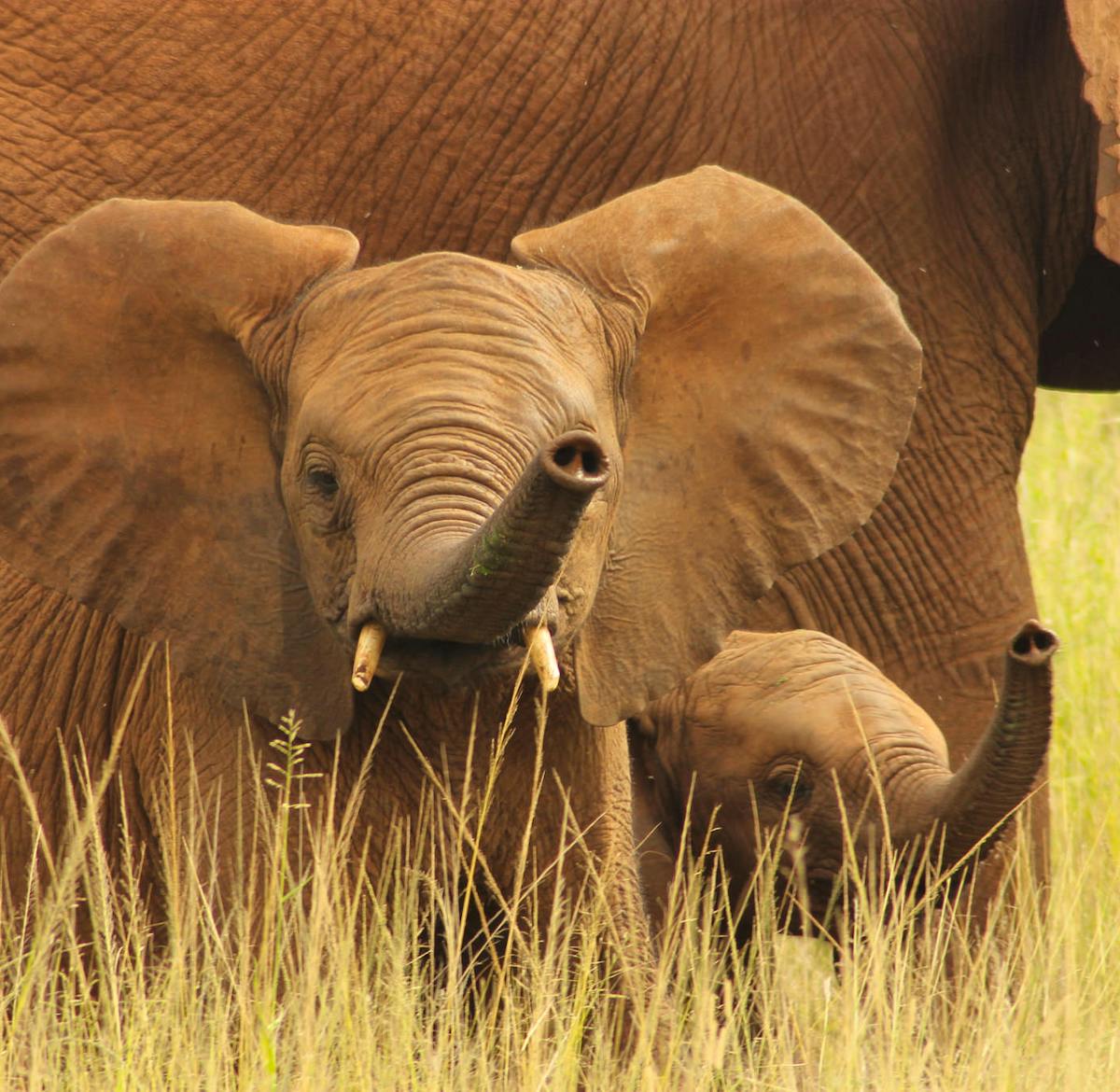 Wildlife Conservation Apprenticeship | Volunteer in South Africa 2023