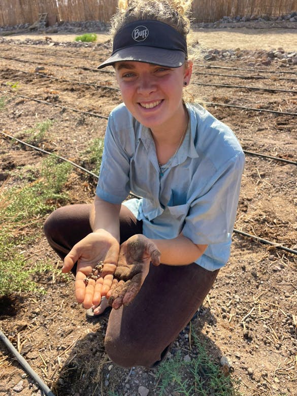 Regenerative Agriculture in Sinai Desert Volunteer in Egypt 2024
