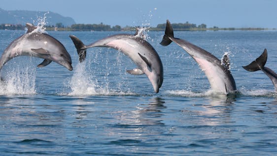 Vrijwilligerswerk in Griekenland Coastal Dolphin Conservation